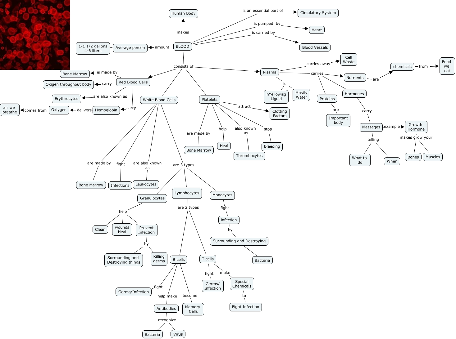WHAT´S BLOOD MINDMAP ANSWER
